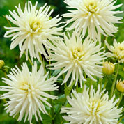 Dahlia Dwarf Cactus White